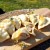 pierogi-z-białą-kiełbasą.jpg